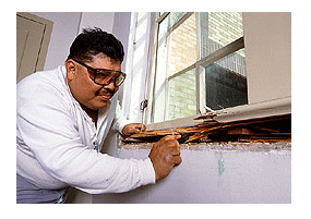 Inspecting Termite Damage