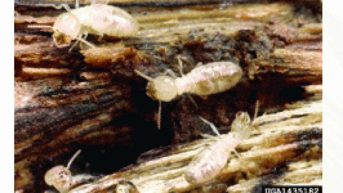 Termites